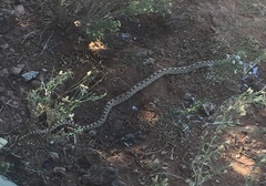 Pituophis catenifer