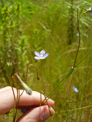 Wahlenbergia violacea
