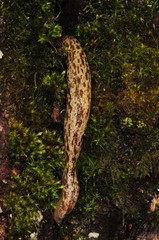 Philomycus flexuolaris