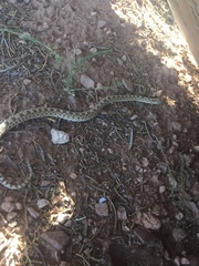 Pituophis catenifer