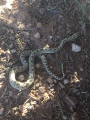 Pituophis catenifer