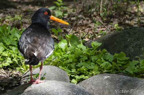 Ostrero euroasiático (Haematopus ostralegus)
