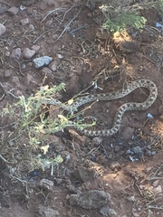 Pituophis catenifer