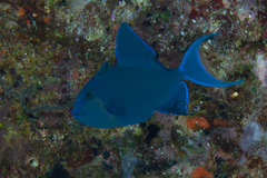 Odonus niger