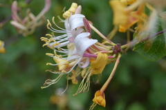 Lonicera periclymenum
