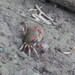 ハマガニ