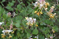 Lonicera periclymenum
