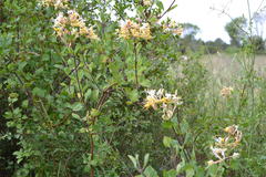 Lonicera periclymenum