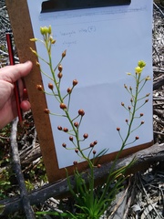 Bulbine annua