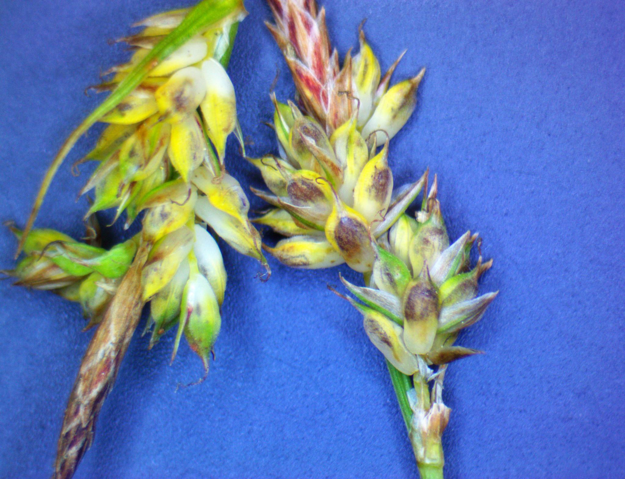 Carex albicans var. emmonsii