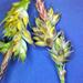 Carex albicans emmonsii - Photo 由 Pat Deacon 所上傳的 (c) Pat Deacon，保留部份權利CC BY-NC