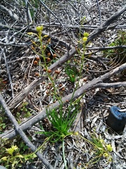 Bulbine annua