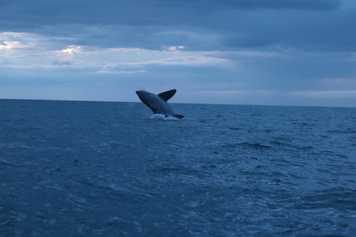 Basking shark photographed at Hálshreppur, IS