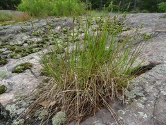 Carex cumulata