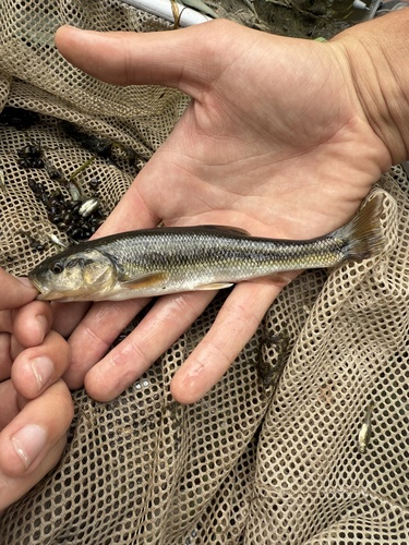 Creek Chub