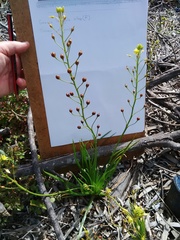 Bulbine annua