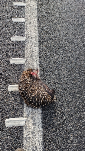 Western Short-beaked Echidna