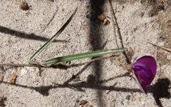 Centrosema pascuorum