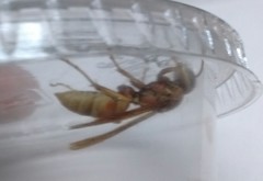 Polistes dorsalis californicus