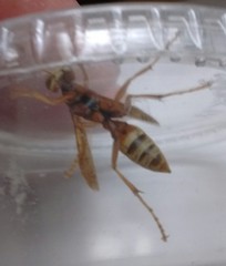 Polistes dorsalis californicus