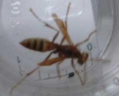 Polistes dorsalis californicus