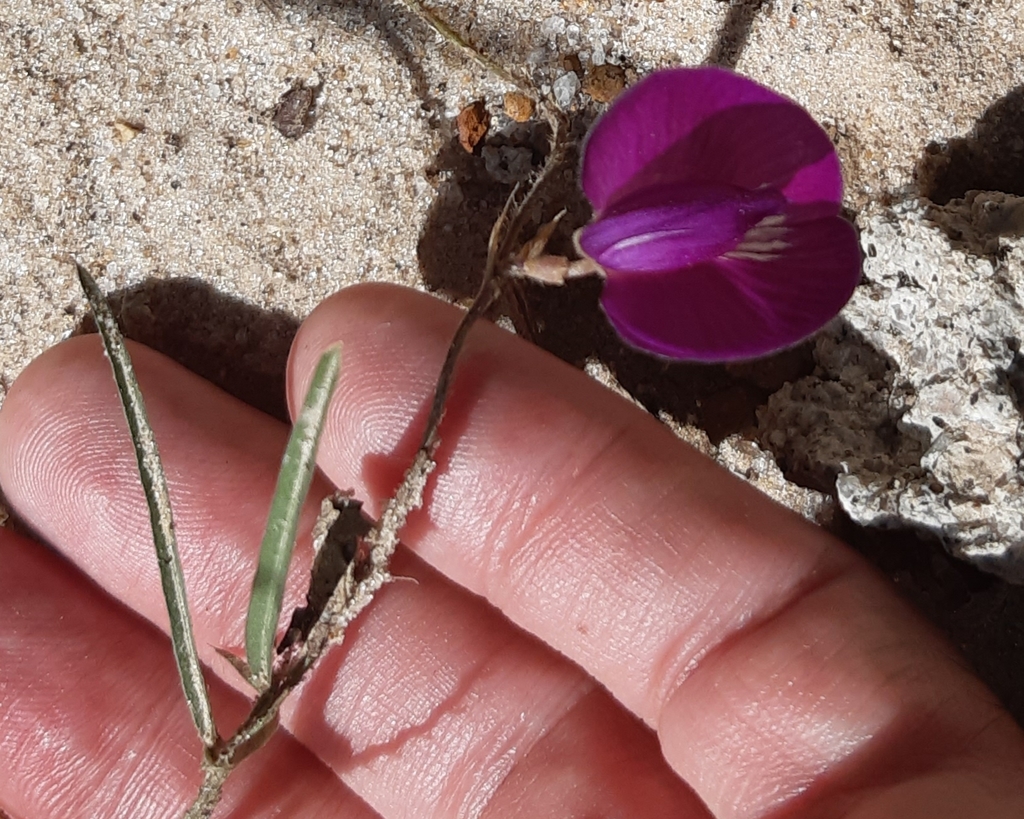 Centrosema pascuorum
