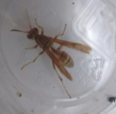 Polistes dorsalis californicus