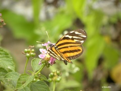 Eueides isabella eva