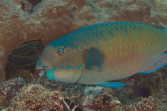 Chlorurus microrhinos