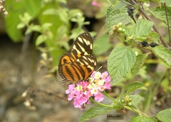 Eueides isabella eva