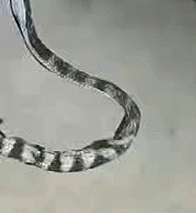 Annulated Sea Snake, Hydrophis cyanocinctus
