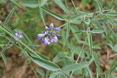 Bituminaria bituminosa