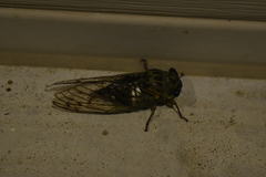 Neotibicen latifasciatus