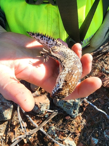 Pygmy Spiny-tailed Skink, Egernia depressa