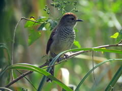 Thamnophilus ruficapillus