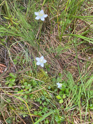 marsh grass-of-Parnassus