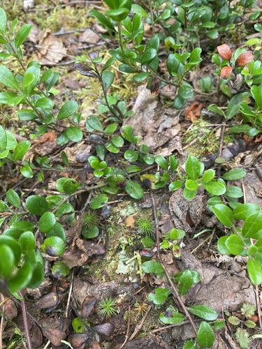 bearberry