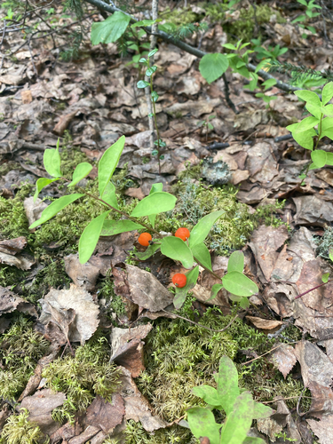Northern Comandra