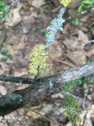 Powdered Sunshine Lichen
