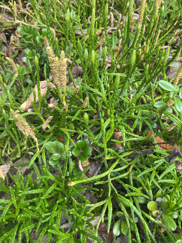 northern ground-cedar