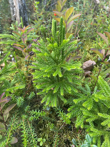 prickly tree-clubmoss