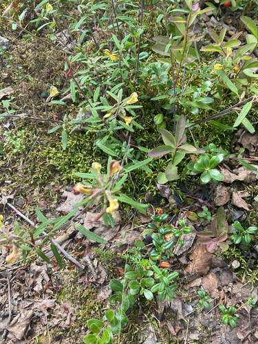 Labrador Lousewort