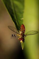 Toxomerus pulchellus