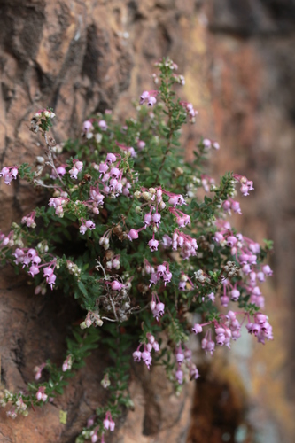 Silver Heath (Erica argyraea)