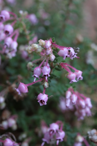 Image of Erica argyraea by (c) Paul Emms, some rights reserved (CC BY-SA)
