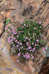 Erica argyraea