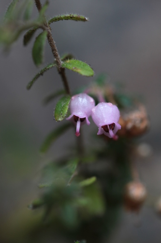Image of Erica argyraea by (c) Paul Emms, some rights reserved (CC BY-SA)