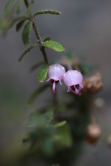Erica argyraea