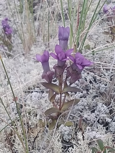 Gentianella auriculata iNat (3)