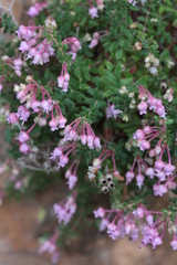 Erica argyraea